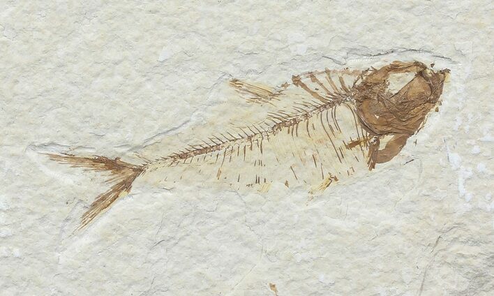 Diplomystus Fossil Fish - Wyoming #67953
